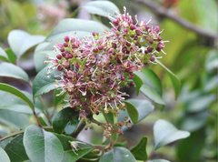 Ormosia semicastrata