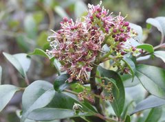 Ormosia semicastrata