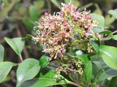 Ormosia semicastrata