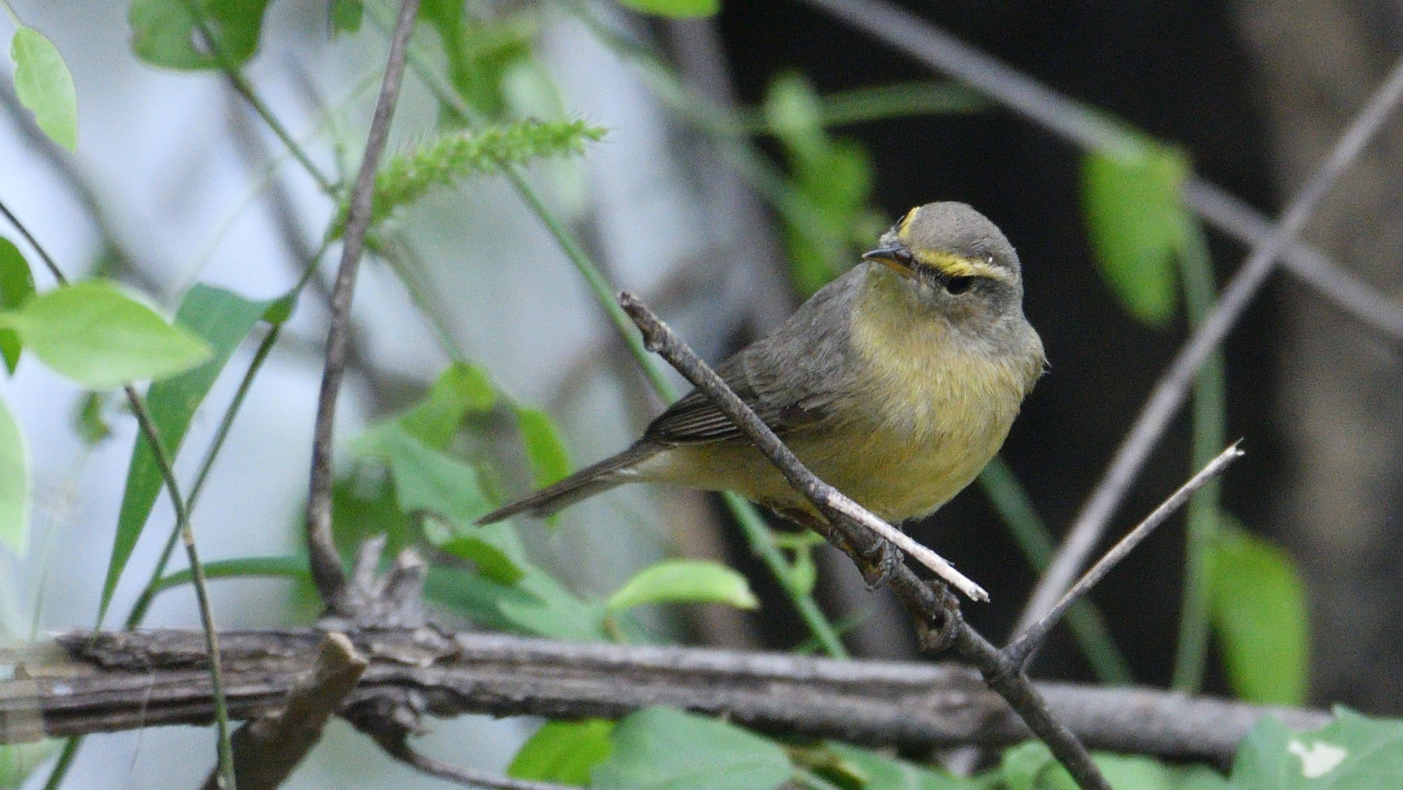 Sulphur-bellied Warbler