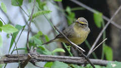 Phylloscopus griseolus