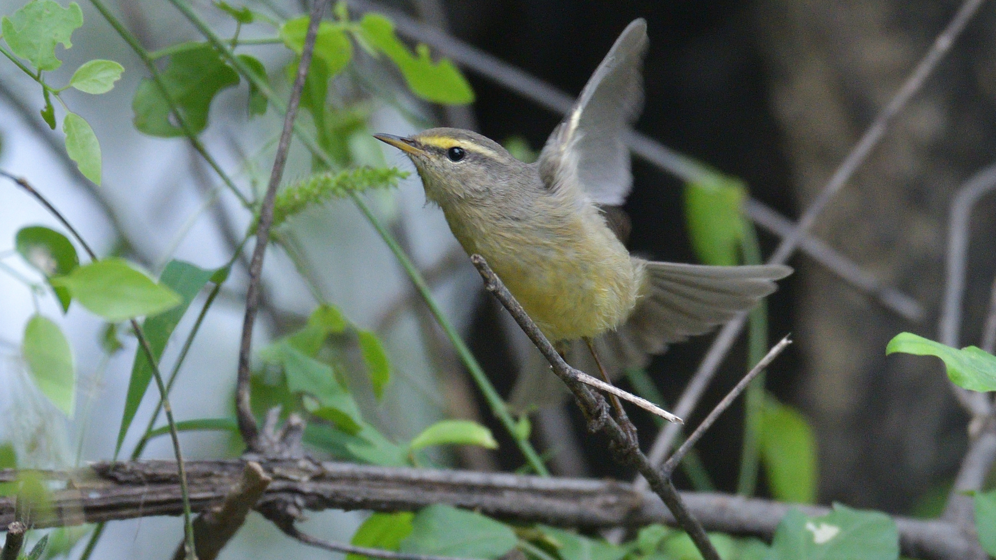 Sulphur-bellied Warbler