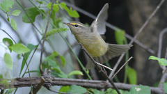 Phylloscopus griseolus