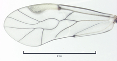 Peripsocus maoricus