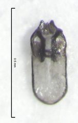 Peripsocus maoricus