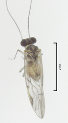 Peripsocus maoricus