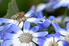 Eristalinus aeneus