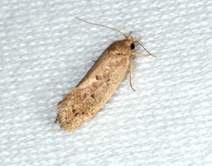 Syncometes vilis