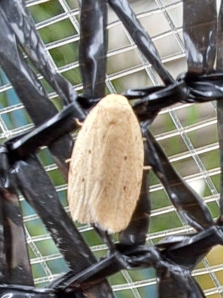 Orieosia hypopolius