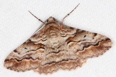 Gastrinodes bitaeniaria