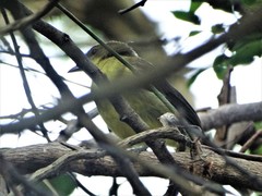 Chlorocichla flaviventris flaviventris