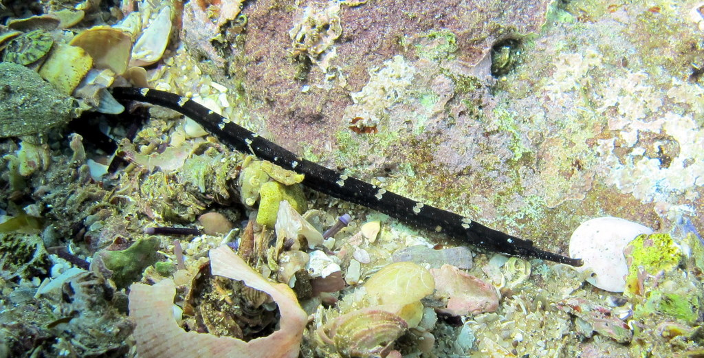 Mother-Of-Pearl Pipefish