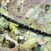 Mother-of-pearl Pipefish - Photo (c) Harry Rosenthal, some rights reserved (CC BY-NC), uploaded by Harry Rosenthal