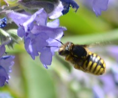 Anthidium manicatum