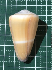 Conus flavidus