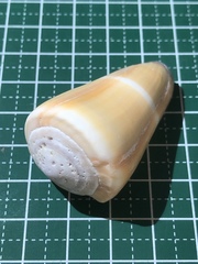 Conus flavidus
