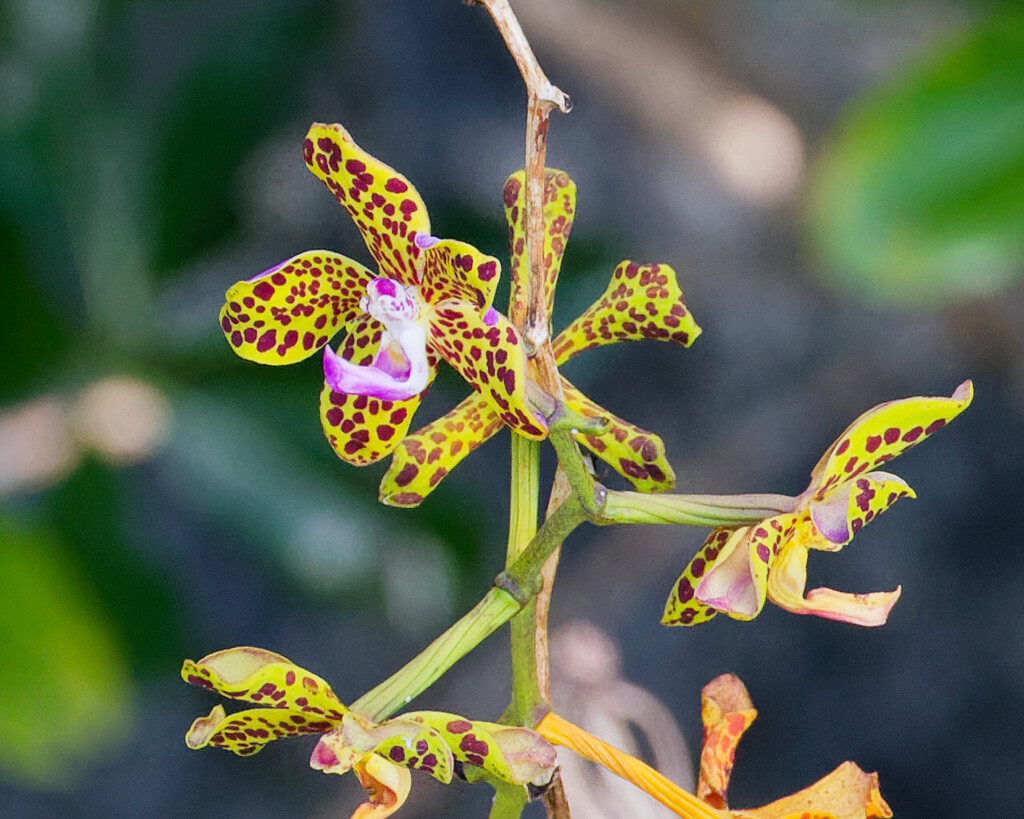Vandopsis lissochiloides (Vandopsis lissochiloides)