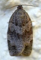 Choristoneura conflictana
