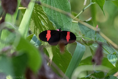 Heliconius erato hydara