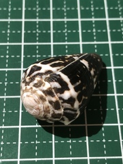 Conus chaldaeus