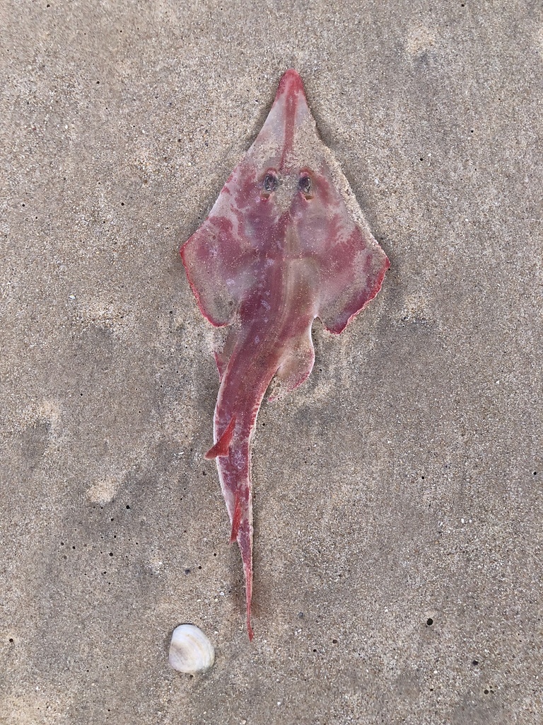 Guitarfish (Aptychotrema vincentiana) — Rhinobatidae
