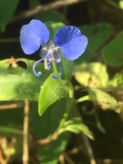 Commelina forskaolii