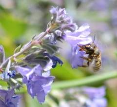 Anthidium manicatum