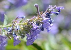 Anthidium manicatum