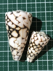 Conus bandanus
