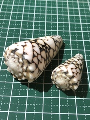 Conus bandanus