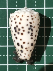 Conus pulicarius
