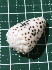 Conus pulicarius