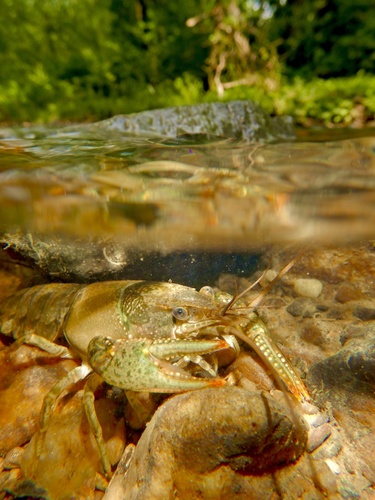 Virile Crayfish, photo 2 of 8