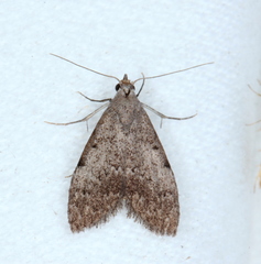 Nola pleurosema