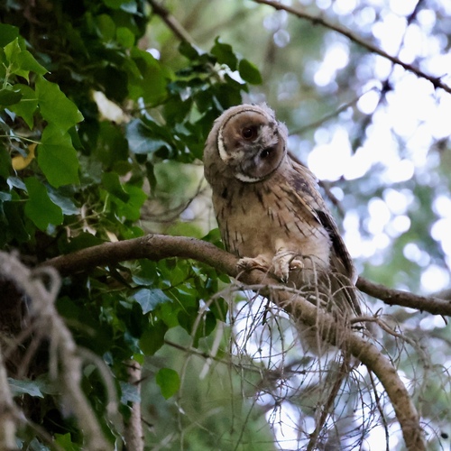 View observation of {o.common_name} on iNaturalist