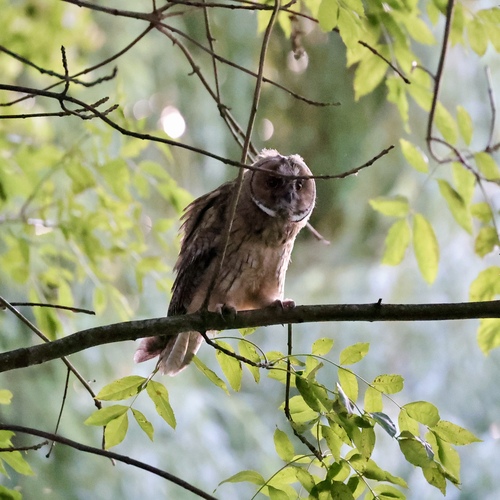 View observation of {o.common_name} on iNaturalist