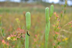 Phalocallis coelestis