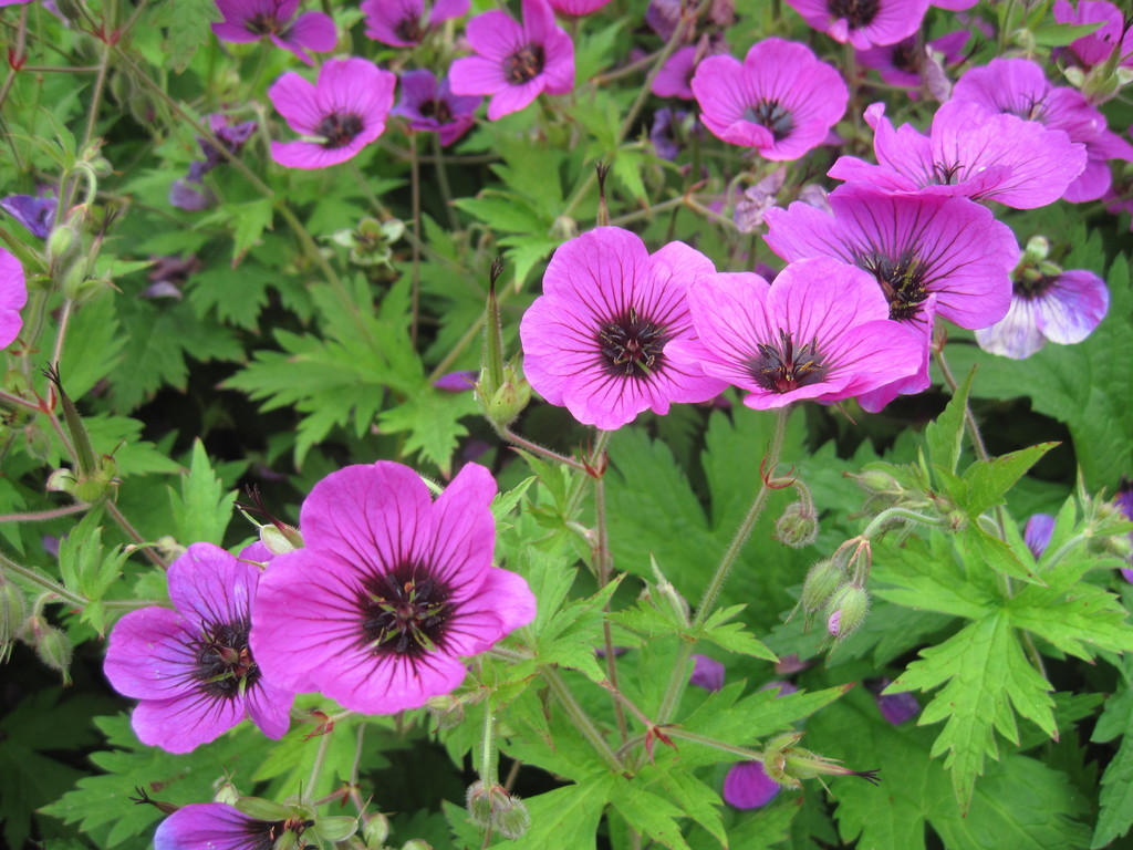 Armenian Crane's-bill
