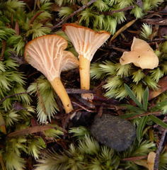 Cantharellus wellingtonensis image