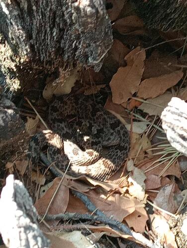 Rock Rattlesnake