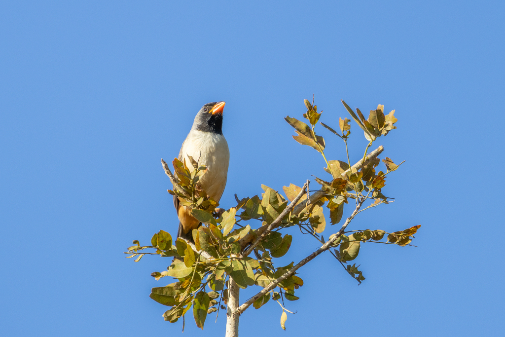 Black-throated Saltator