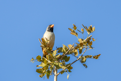 Black-throated Saltator