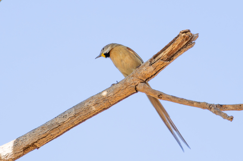 Chotoy Spinetail