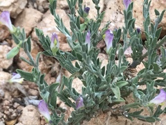 Hebecarpa macradenia