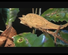 Brookesia superciliaris