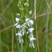 Habenaria montevidensis - Photo (c) Tatiana Lobato de Magalhães, PhD, PWS, algunos derechos reservados (CC BY-NC-ND), subido por Tatiana Lobato de Magalhães, PhD, PWS