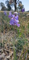 Swainsona procumbens