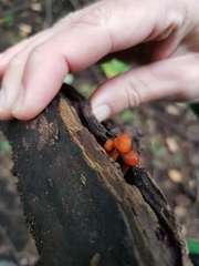 Fungi