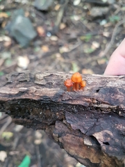 Fungi