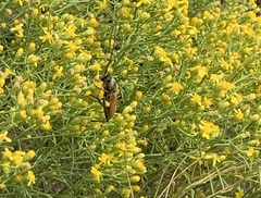 Crossidius suturalis